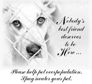 Spay Neuter Senior Dogs